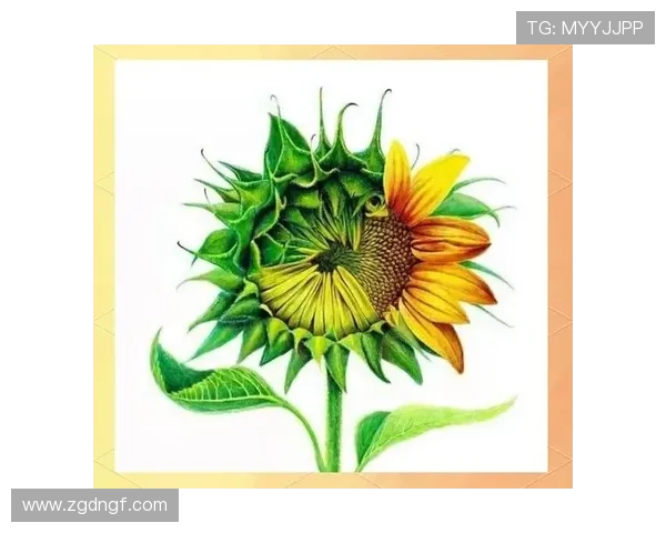 王伟独家分享排球心得与技巧助你提升球技的全面指南